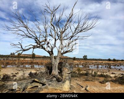 View of a dead tree  standing in the middle of a salty wet land in Western Australia Stock Photo