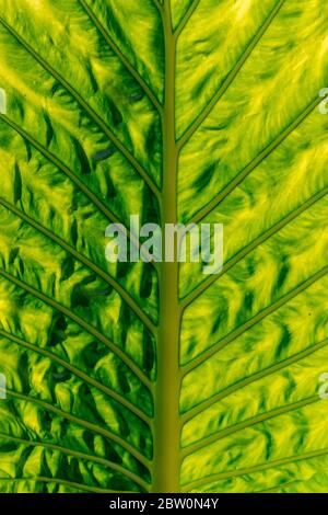 Symmetrical bright green large leaf with strong texture in close up Stock Photo