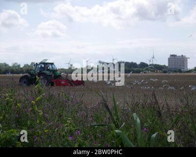 Seagulls flying above a field and a tractor Stock Photo