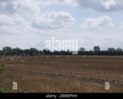 Seagulls flying above a field Stock Photo