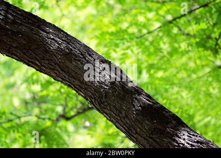 Spring and nature concept. Trunk and branch of big tree against green background of blurry leaves. Select focus on trunk Stock Photo