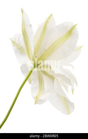 White flower of clematis, isolated on white background Stock Photo