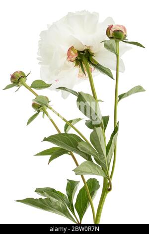 White flower of peony, isolated on white background Stock Photo