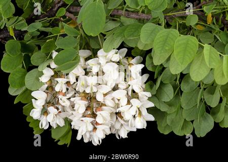 acacia leaf inflorescence isolated on the white background Stock Photo ...