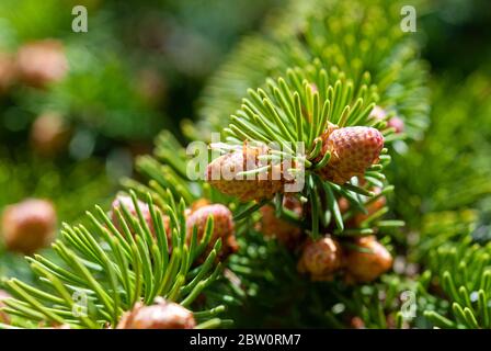 blossoming spruce buds closeup, Picea abies vegetation in spring Stock Photo