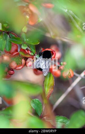 closeup of bumblebee, pollinator insect on flowering quince bush Stock Photo