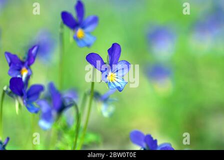tiny blue wild pansy flowers on spring meadow (Viola tricolor L. Violaceae) Stock Photo