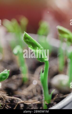 Micro Pea Shoots. Raw sprouts, microgreens, healthy eating concept. superfood grown at home. macro photo Stock Photo