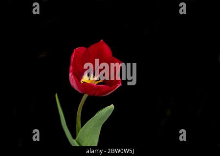 Beautiful red tulips on a black background. Tulip in the dark. Stock Photo