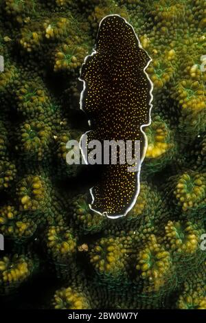 A yellowspot flatworm (Thysanozoon nigropapillosum) on coral, Madagascar. Stock Photo