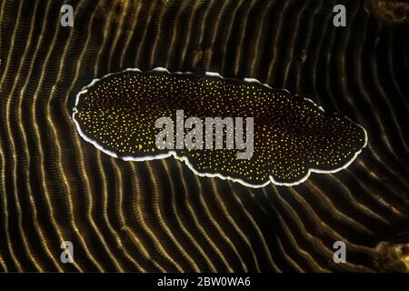 A yellowspot flatworm (Thysanozoon nigropapillosum) on coral, Madagascar. Stock Photo