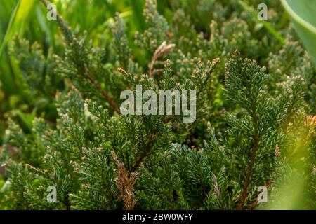Juniper branches on a green background in the garden. Stock Photo
