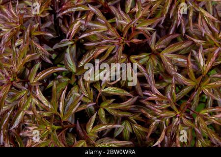 Red leaves of young peonies in the garden. Plant texture. Stock Photo