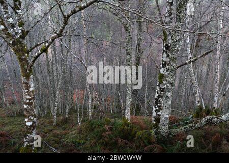 Abstract background  view of closely packed thin white vertical tree trunks with no leaves in warm light with colourful ground cover Stock Photo