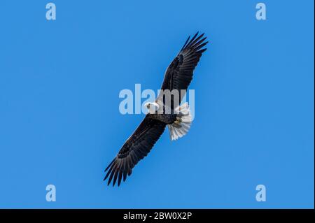 A bald eagle glides through the air and blue sky. Stock Photo