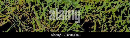 Abstract texture of green on a black background. Stock Photo