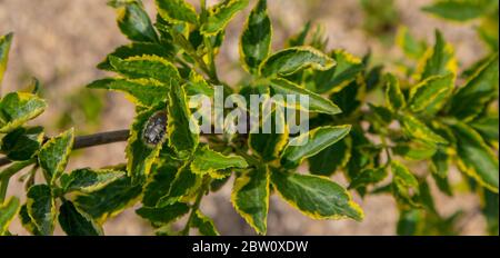 Yellow green leaves on a branch background. Stock Photo