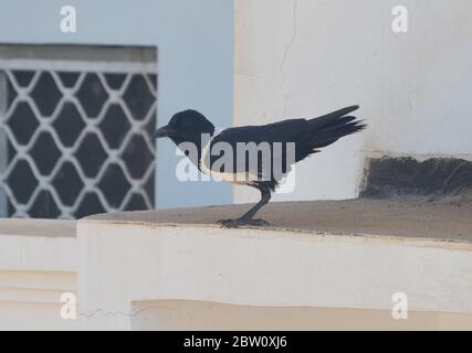 Pied crow (Corvus albus) on a building in Dakar, Senegal Stock Photo