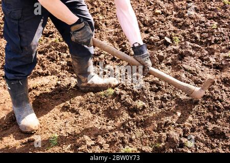 Man using a pickaxe to break ground in garden Stock Photo