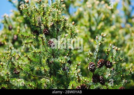 Close-up view of fir-cones on branches with blue sky in background Stock Photo