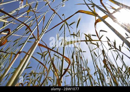 a corn field seen from below Stock Photo