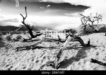 Mesquite Tree at Mesquite Flats Sand Dunes, Stovepipe Wells, Death Valley National Park, California, USA
