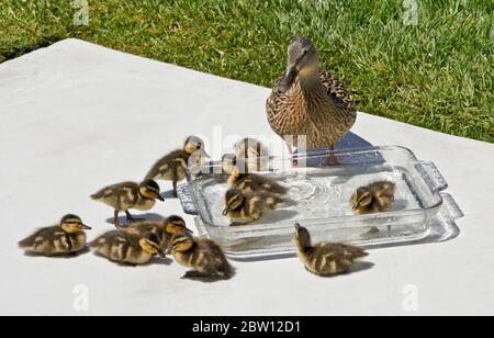 Female (hen) mallard duck and ducklings resting on patio with bowl of fresh water in backyard of Southern California home Stock Photo