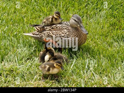 Female (hen) mallard duck and ducklings walking in grass and one riding on her back, Southern California Stock Photo