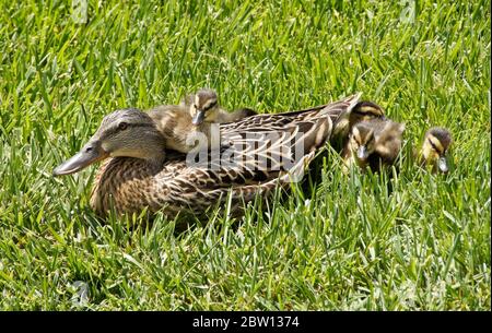 Female (hen) mallard duck and ducklings resting in grass with one duckling sitting on her back, Southern California Stock Photo