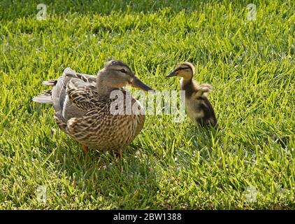 Female (hen) mallard duck watching a duckling flap its tiny wings on the lawn of a Southern California home Stock Photo