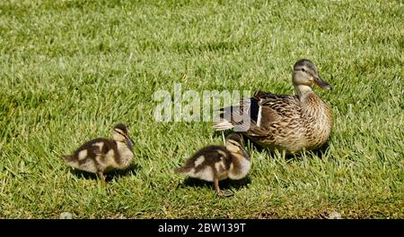 Mallard ducklings with crops full of stored food standing in grass next to female (hen), Southern California Stock Photo