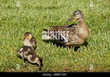 Mallard ducklings with crops full of stored food foraging in grass next to female (hen), Southern California Stock Photo