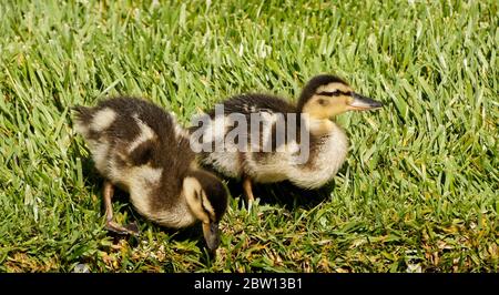 Mallard ducklings with crops full of stored food foraging in grass, Southern California Stock Photo