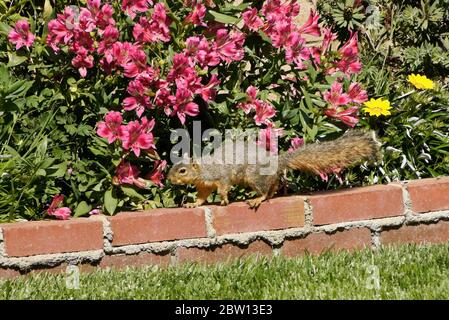 Eastern fox squirrel (fox squirrel) walking on red brick wall of planter filled with flowers in backyard of Southern California home Stock Photo