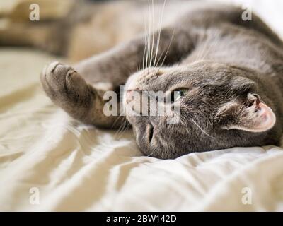 Gray tabby cat lying on bed. Stock Photo