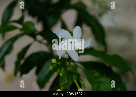 Thai white jasmine flower in the garden, closeup flower photo Stock Photo