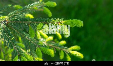 green fresh needles on fir trees. Young light green sprouts. Selective focus.  Stock Photo
