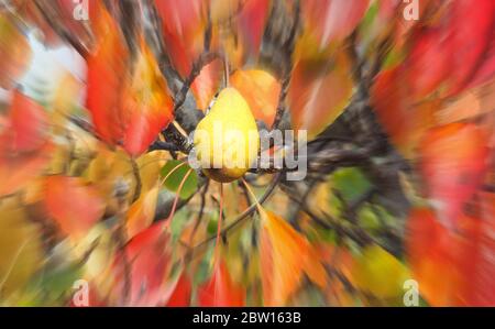 A single ripe pear in autumn foliage Stock Photo