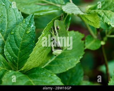 American green tree frog, Hyla cinerea, a species of the new world tree frog resting on a green plant leaf in a home garden. Stock Photo