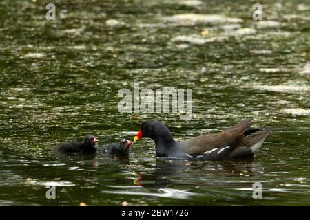 Common Moorhen (Gallinula chloropus) feeding young on lake, Spar Garden, Bad Aibling, Upper Bavaria, Germany, Europe. Stock Photo