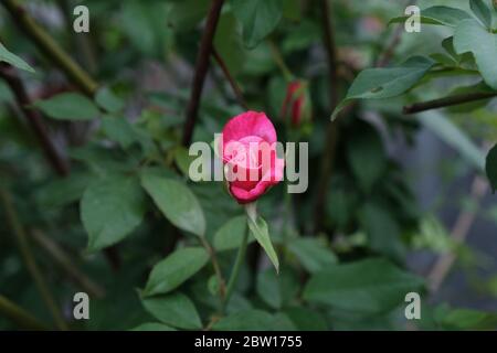 The beauty of roses that grow wild naturally in the garden Stock Photo