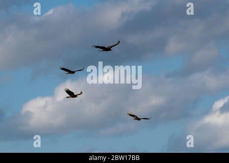 Turkey vulture, Cathartes aura, bird in flight, Tulum beach, Mexico Stock Photo