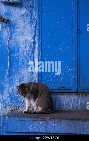 A local cat grooms itself in the Old Town section of Chechaouen, Morocco - also known as Blue City - located in the Rif mountains of northwest Morocco Stock Photo