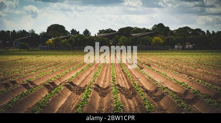 Warm sun shines on perfectly straight planted potato furrows in an agricultural field receding to vanishing point at trees, warehouses and greenhouses Stock Photo