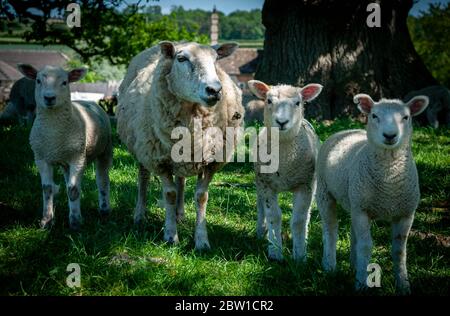 A ewe and three lambs in the shade under a tree during a hot day in the English countryside Stock Photo