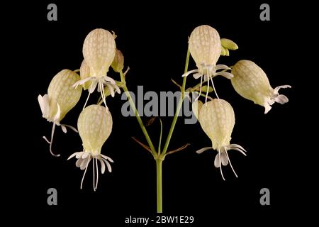 Bladder Campion (Silene vulgaris). Inflorescence Closeup Stock Photo