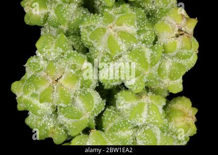 Common Orache (Atriplex patula). Inflorescence Detail Closeup Stock Photo