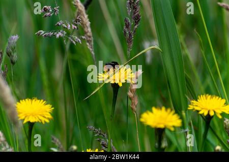 Bumblebee collecting pollen from yellow Hawk weed flower. Stock Photo