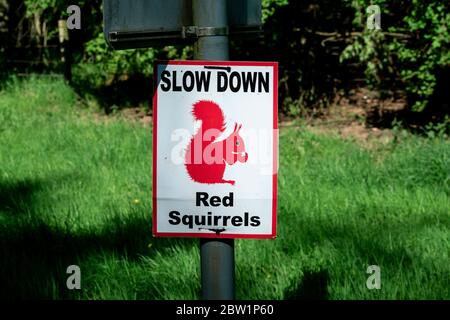 Red Squirrel warning sign, Lake District, Cumbria Stock Photo