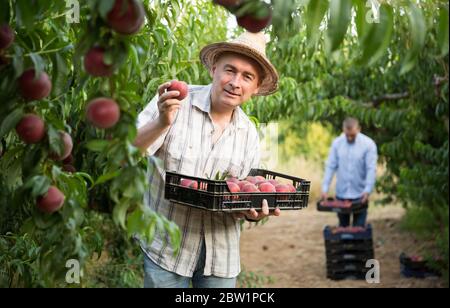 Man  professional horticulturist holding crate with  peaches in garden Stock Photo